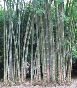 Dendrocalamus asper