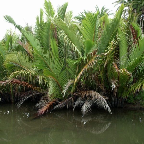 Arbre: Raffia Farinifera