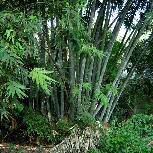 Dendrocalamus strictus