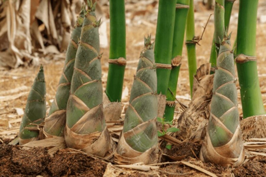 Une plante qui régénère les sols