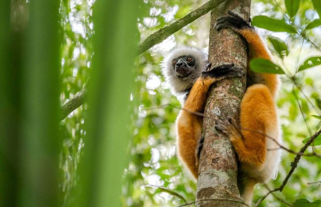 Lemurien Indri parc d'Andasibe